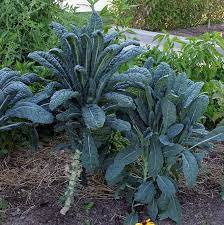 25 Types of Cabbages (With Pictures)