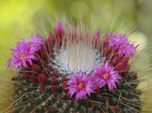 Cactus with Pink Flowers