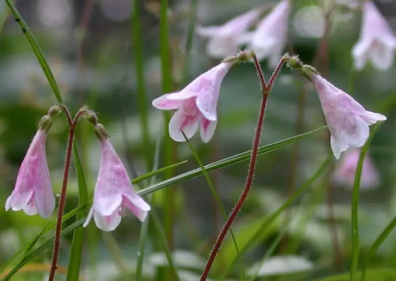 Ground Cover Plants with Purple Flowers