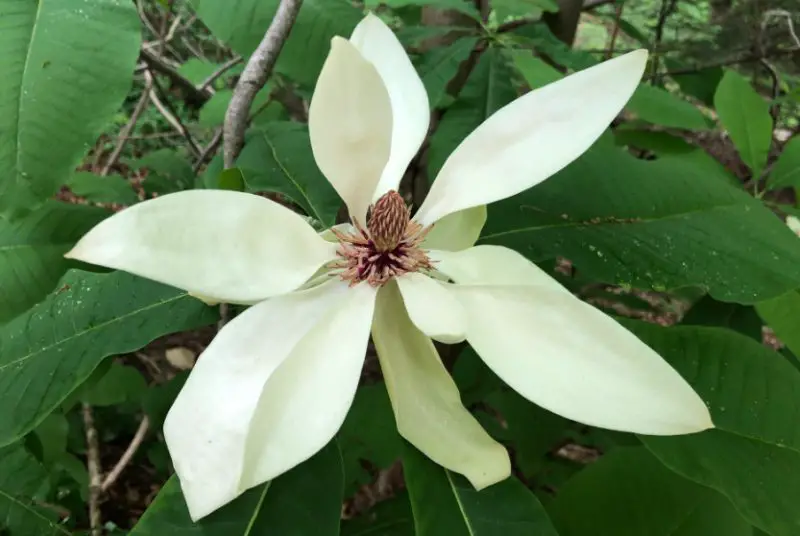 Magnolia Tree