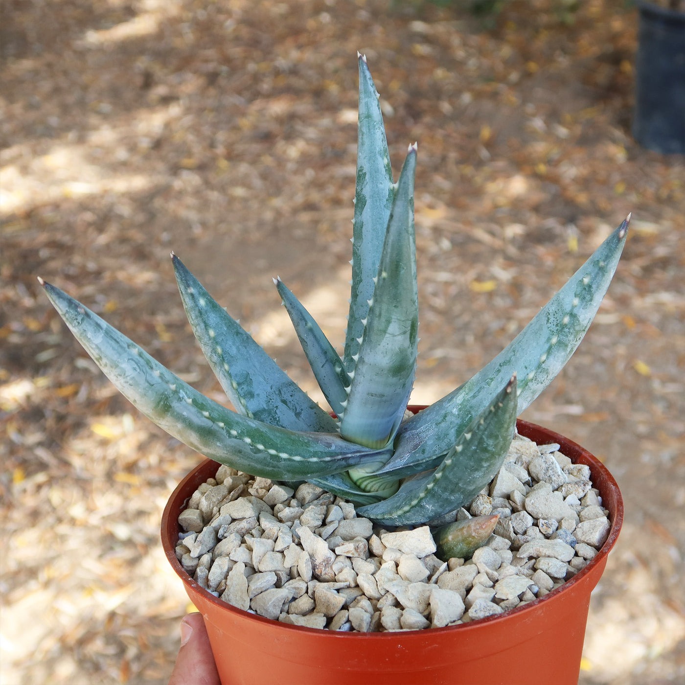van-balens-aloe-aloe-vanbalenii Types of Aloe Plants