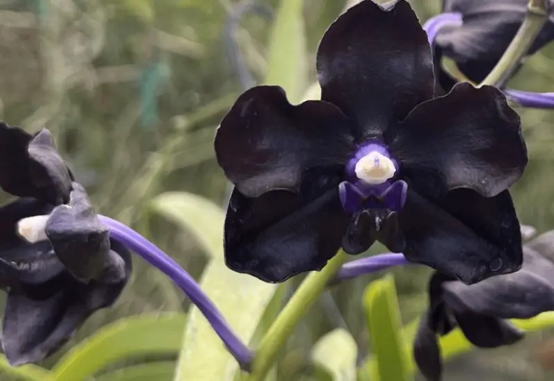 Black Orchid Flower