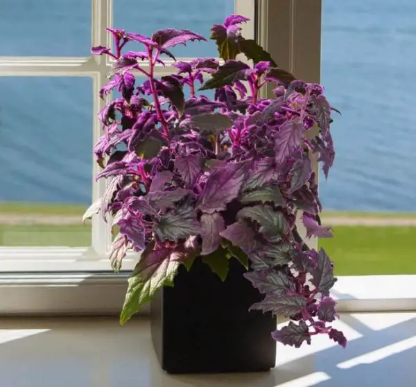 Pet Safe House Plants