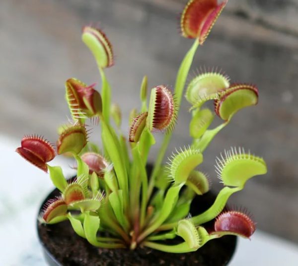 Pet Safe House Plants