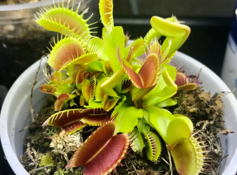 venus-flytrap-dionaea-muscipula-800x592-3 Plants That Repel Flies