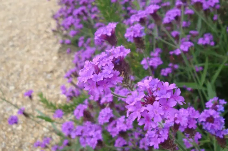 Shrubs with Purple Flowers