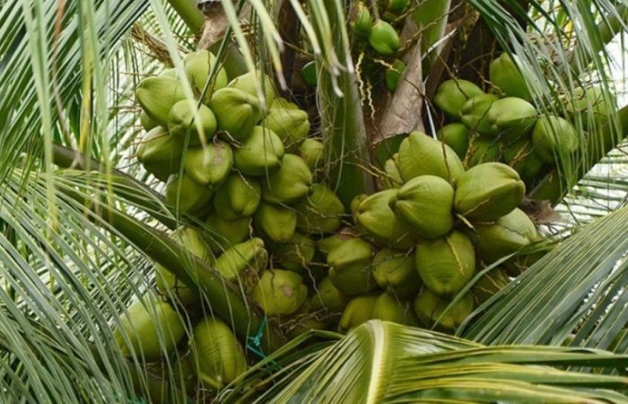 Types of Coconuts