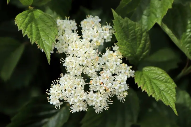 Shrubs with White Flowers