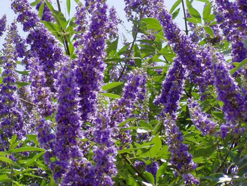 Shrubs with Purple Flowers