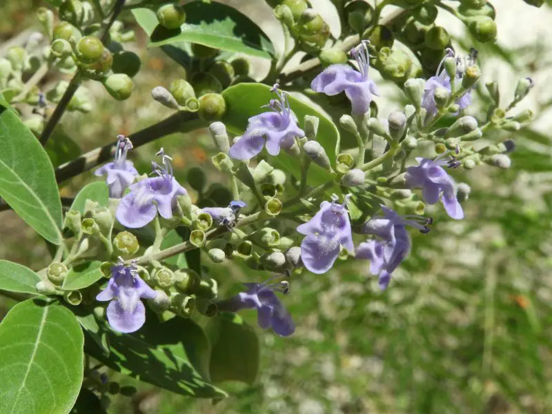 Shrubs with Purple Flowers