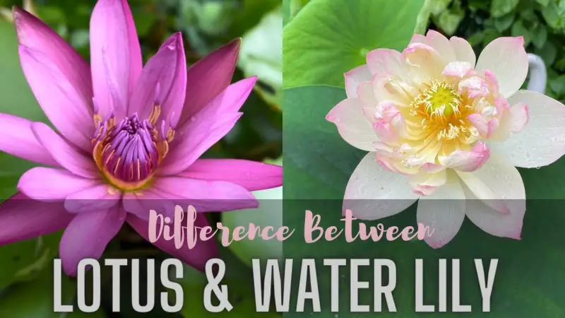Water Lily vs Lotus