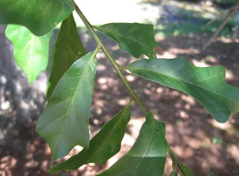 water-oak-1-800x589-1 Florida oak trees