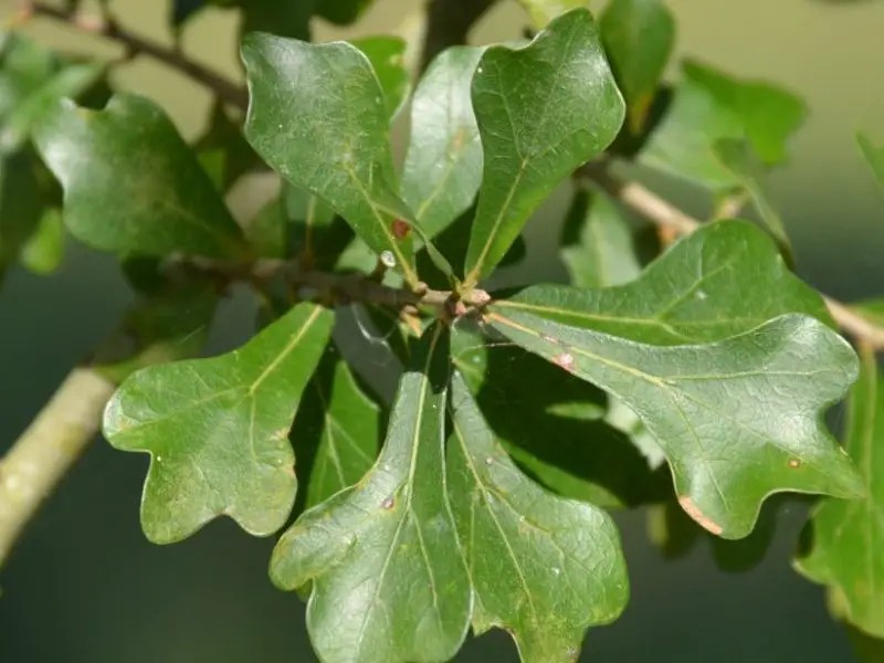 Types of Oak Trees in Texas