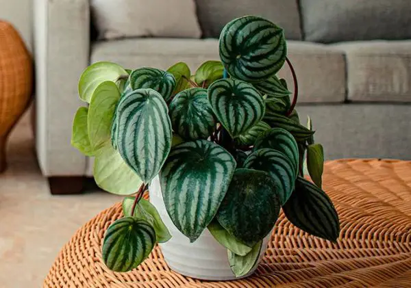 Pet Safe House Plants