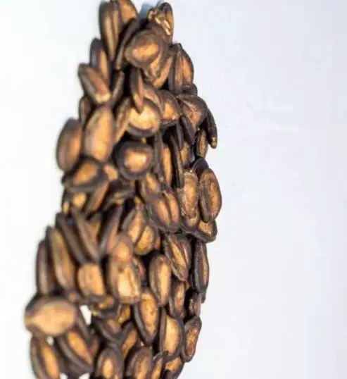 Seeds that Look Like a Brain