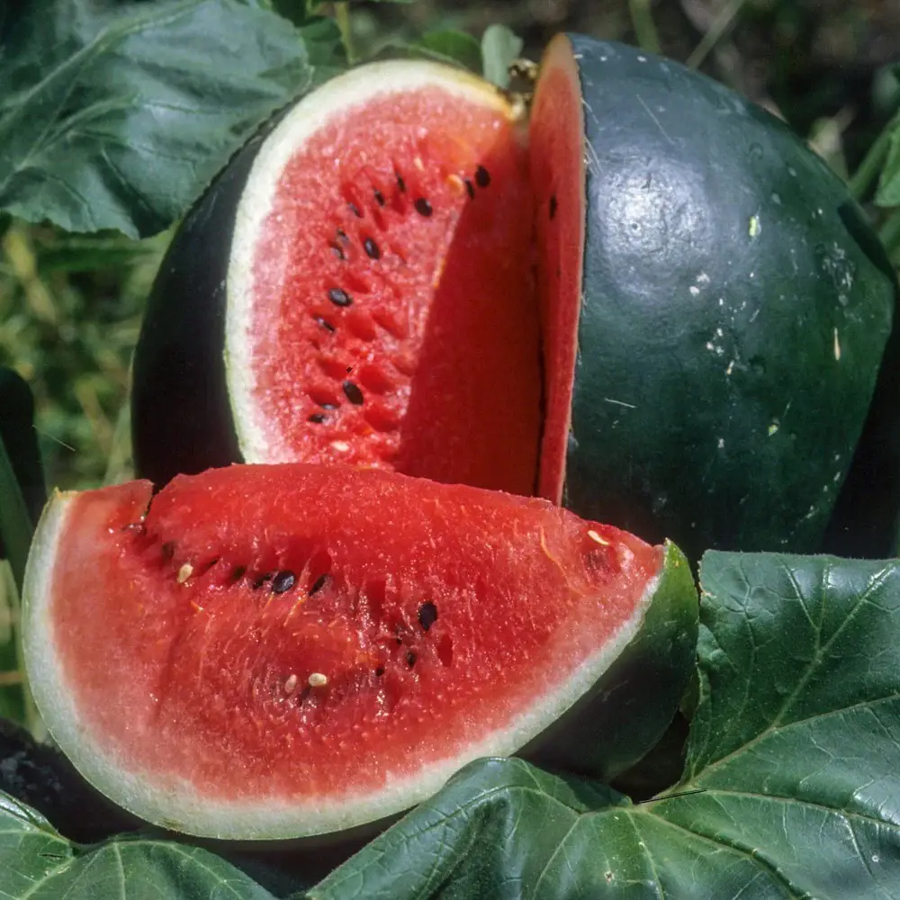 Types of Watermelon Plants