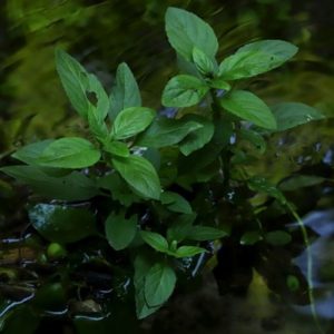 41 Types of Mint Plants (With Pictures)