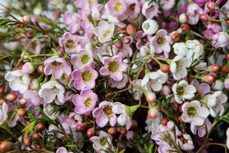Flowers That Smell Good