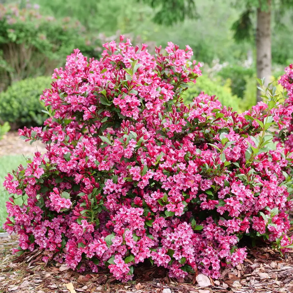 Flowering Shrubs That Bloom All Summer