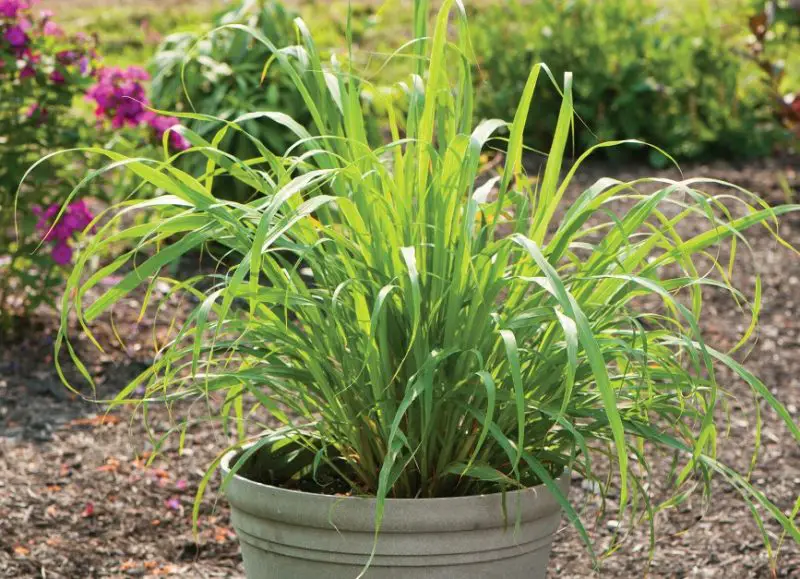 Plants That Repel Mosquitoes