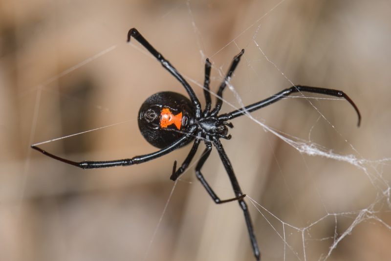 Dangerous Bugs in Michigan