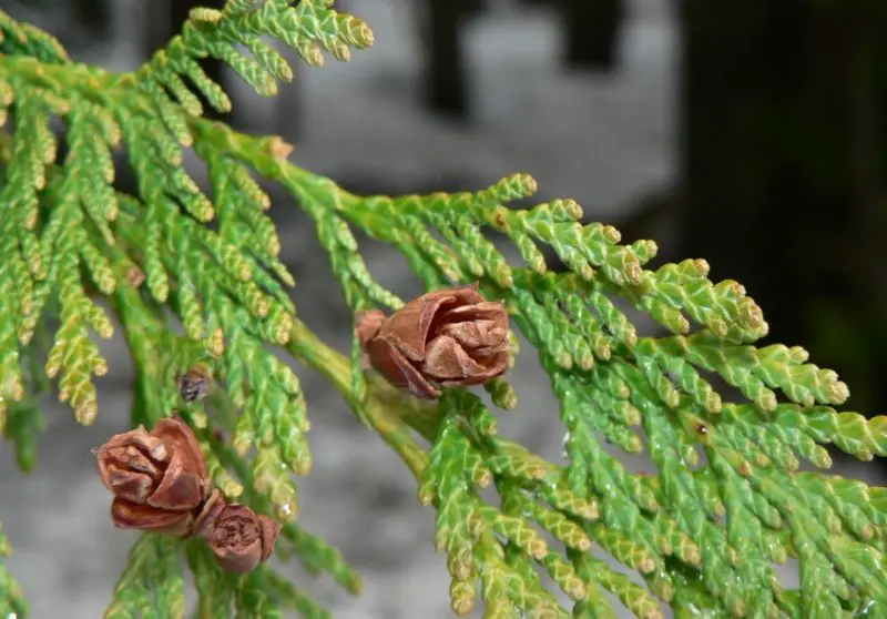 Types of Cedar Trees