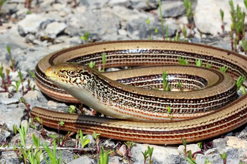 Lizards in Indiana