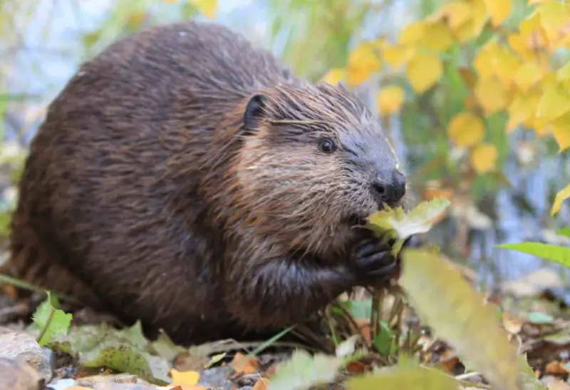 What Do Beavers Eat