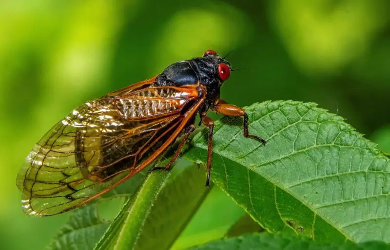 what-do-cicadas-eat-800x514-2 What Do Cicadas Eat