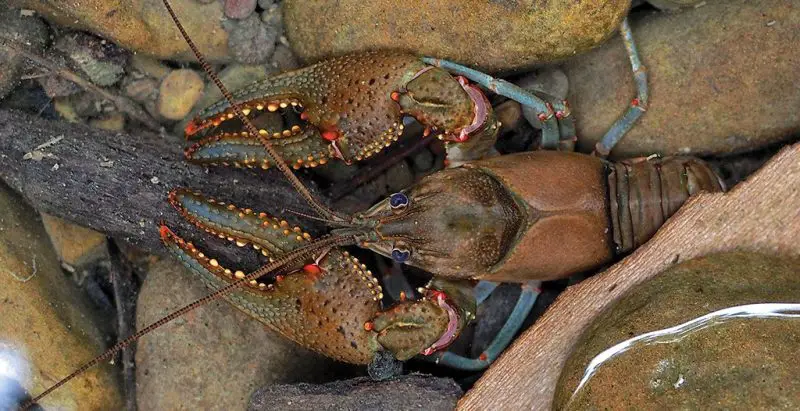 What Do Crawdads Eat