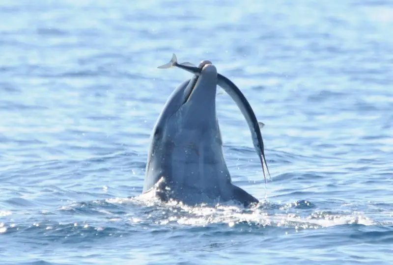 What Do Dolphins Eat