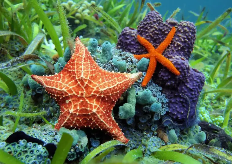 What Do Starfish Eat