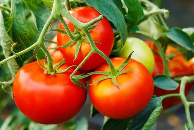 When Do You Plant Tomatoes in Florida