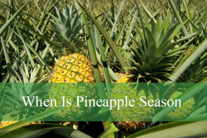 When Is Pineapple Season