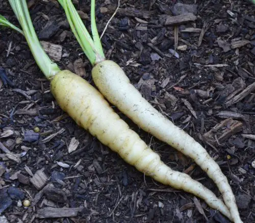 White Belgium Carrot
