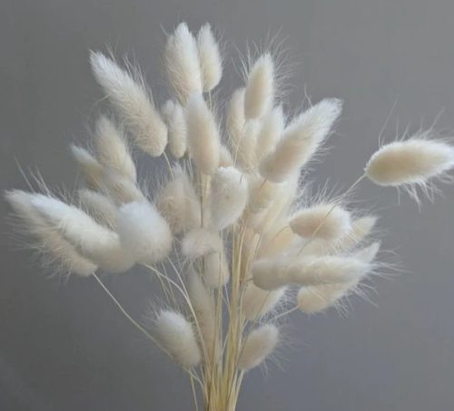 White Bunny Tail Grass