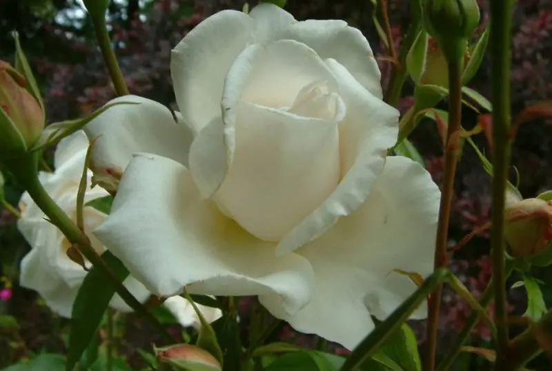White Climbing Roses