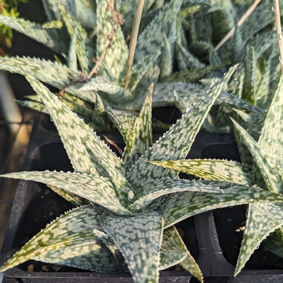 white-fox-aloe-rauhii Types of Aloe Plants