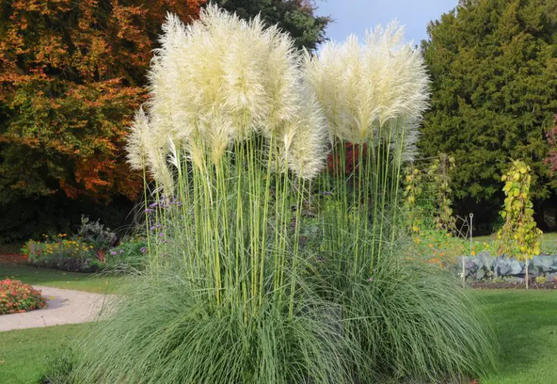 White Pampas Grass
