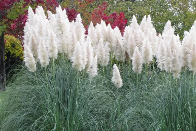 White Pampas Grass