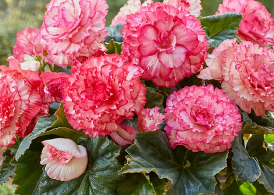 Pink and White Flowers