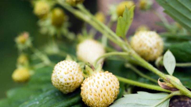 Types of Strawberry Plants