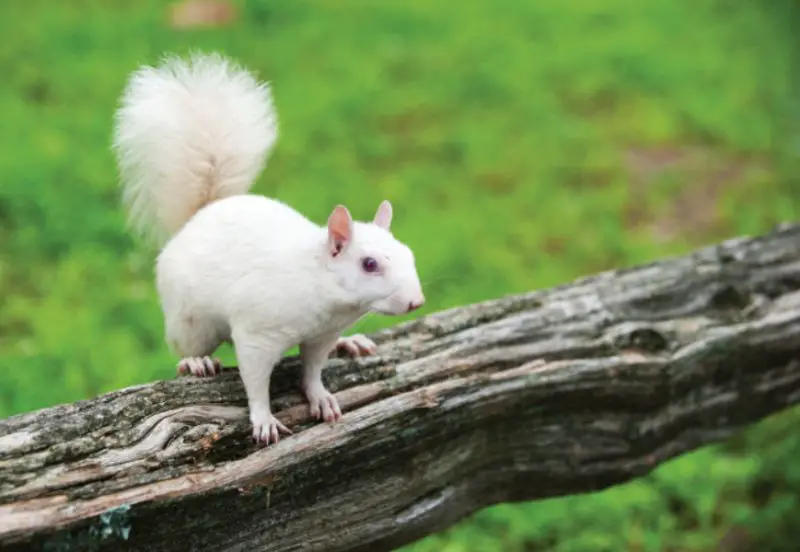 White Squirrels in Illinois