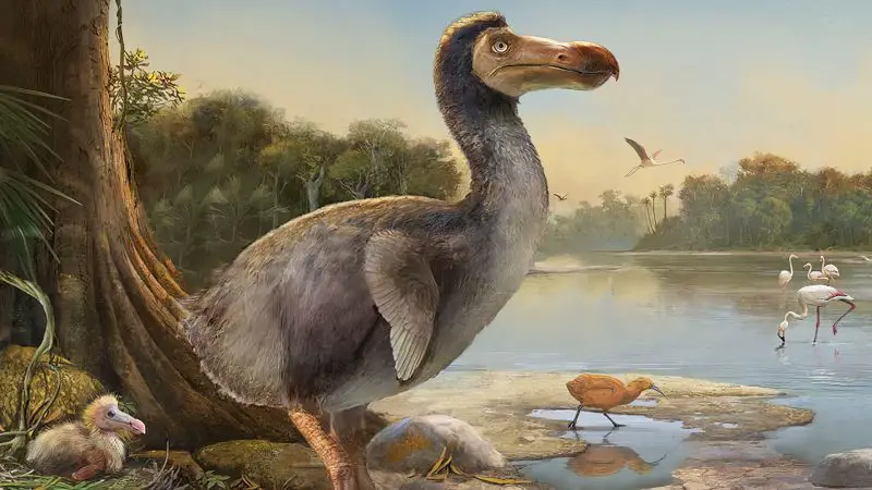 Why Did the Dodo Bird Go Extinct