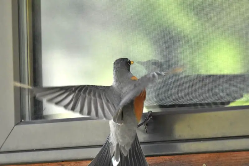 Why Do Birds Fly Into Windows