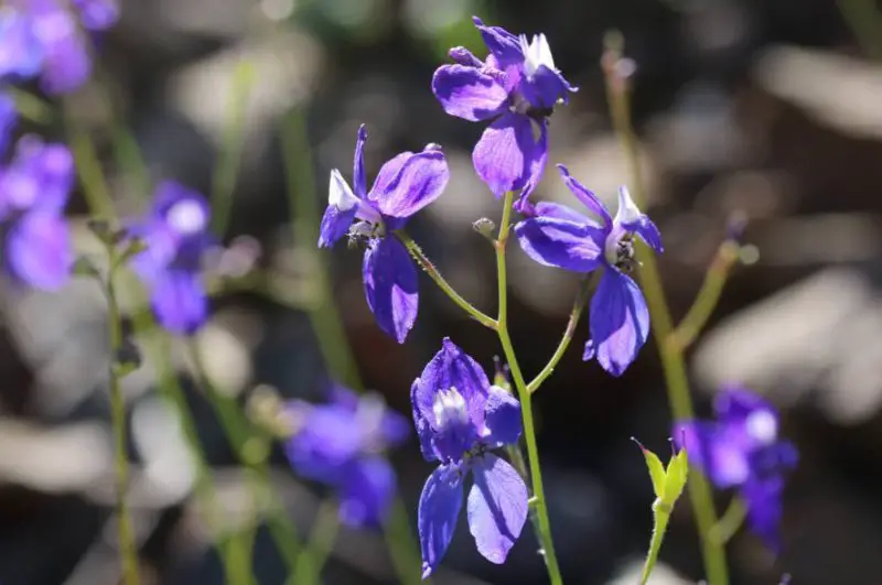 wild-blue-larkspur-800x531-1 Flowers That Are Toxic to Cats
