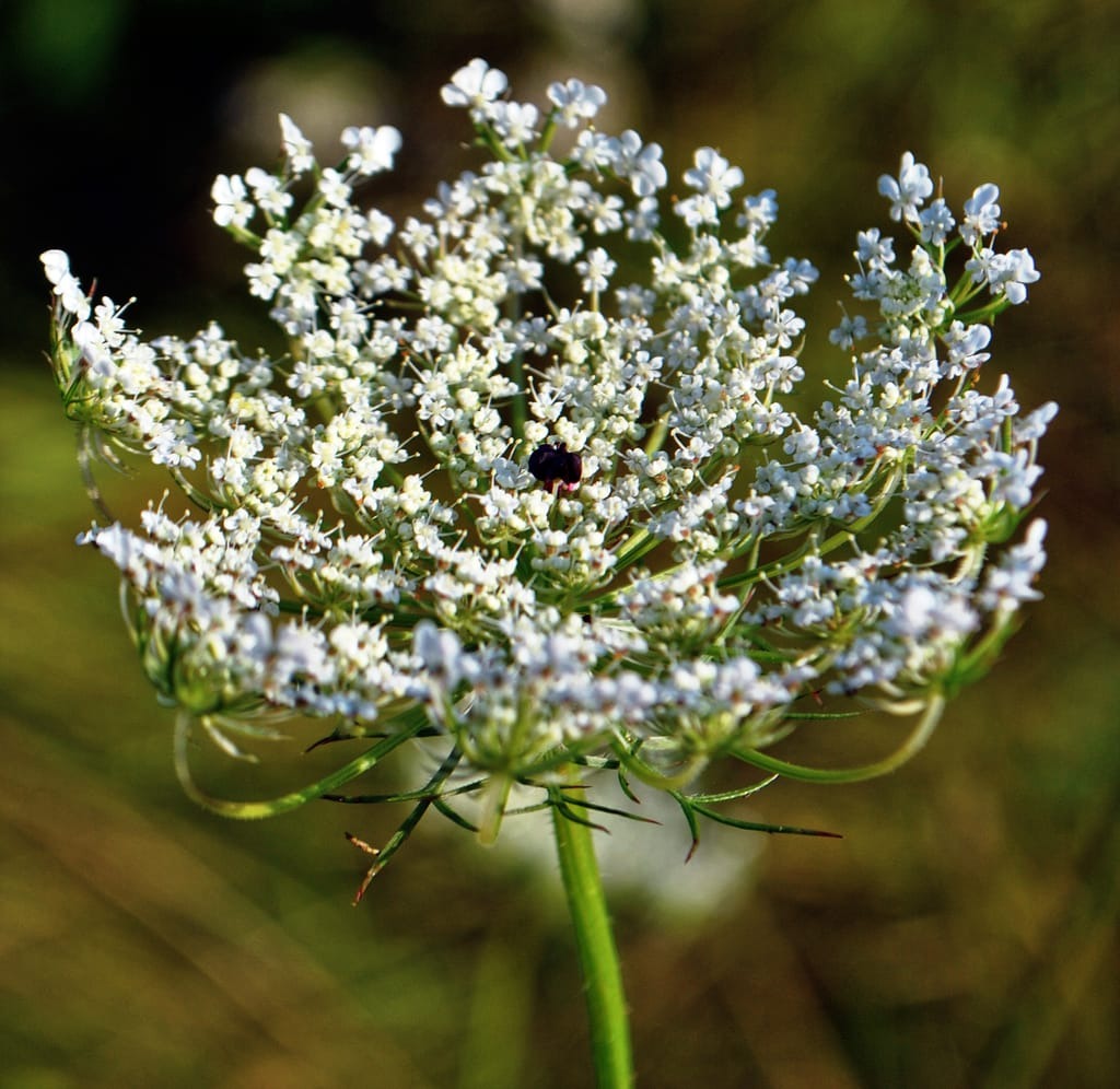 Weeds with White Flowers