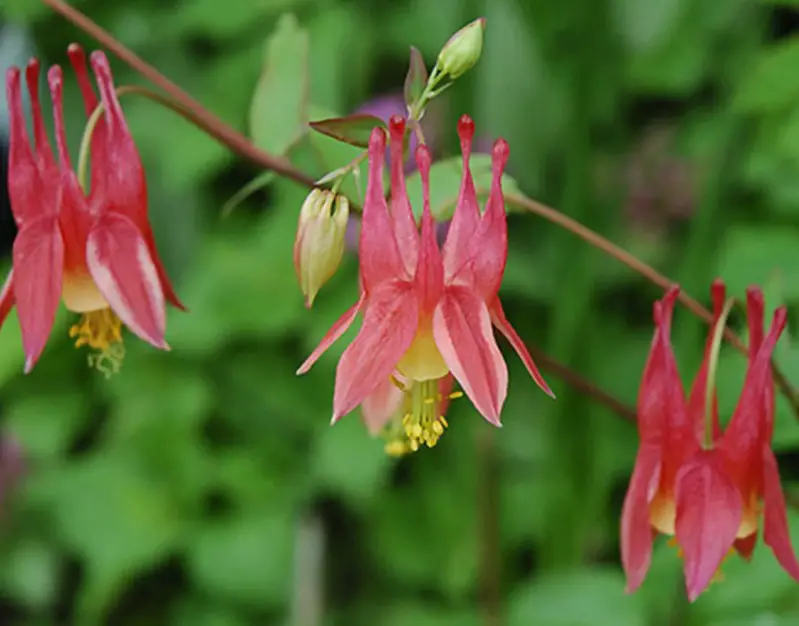 Flowers That Bloom in Spring