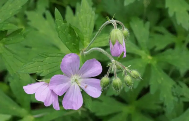 Flowers That Bloom in Spring