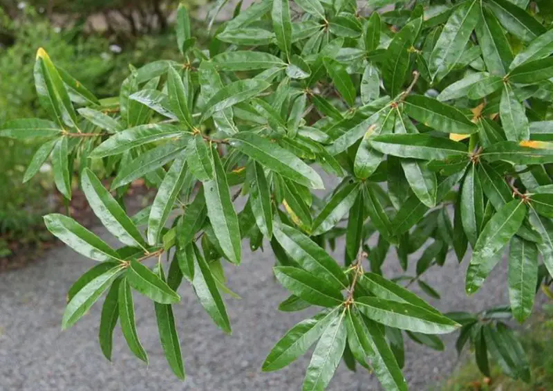 Types of Oak Trees in Texas
